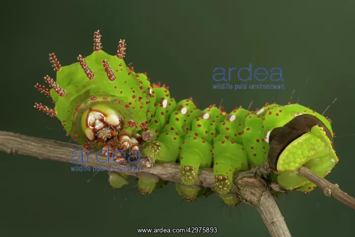 : Eacles penelope Moth - Caterpillar : Eacles penelope Moth - Caterpillar