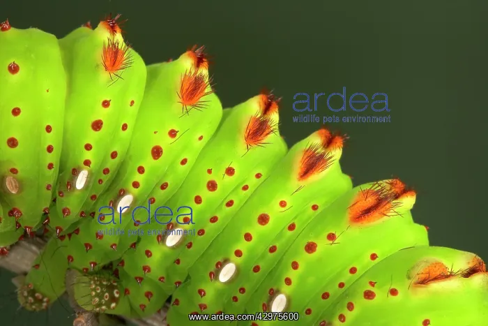 : Eacles penelope Moth - Caterpillar - the caterpillar : Eacles penelope Moth - Caterpillar - the caterpillar
