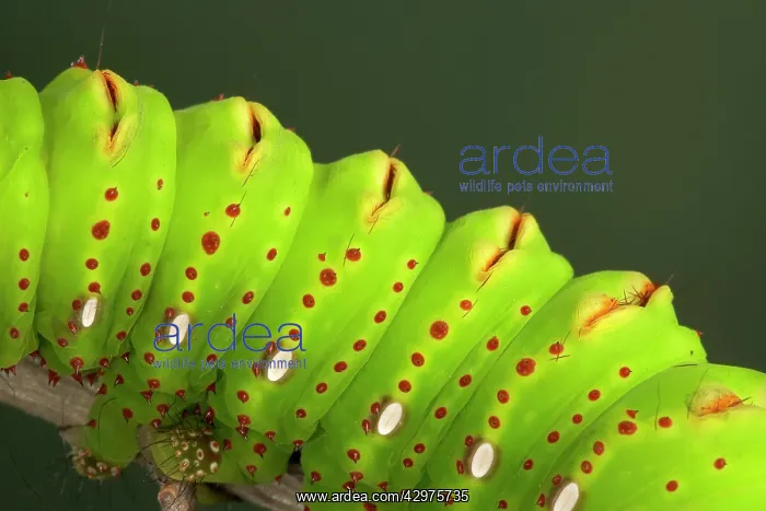 : Eacles penelope Moth - Caterpillar - The caterpillar : Eacles penelope Moth - Caterpillar - The caterpillar