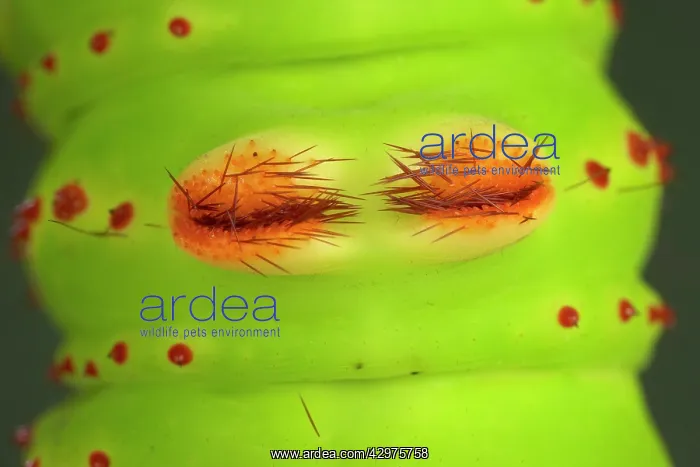 : Eacles penelope Moth - Caterpillar - the caterpillar : Eacles penelope Moth - Caterpillar - the caterpillar