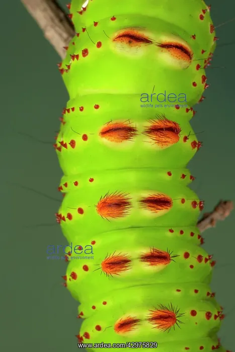 : Eacles penelope Moth - Caterpillar - the caterpillar : Eacles penelope Moth - Caterpillar - the caterpillar