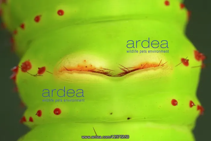 : Eacles penelope Moth - Caterpillar - The caterpillar : Eacles penelope Moth - Caterpillar - The caterpillar