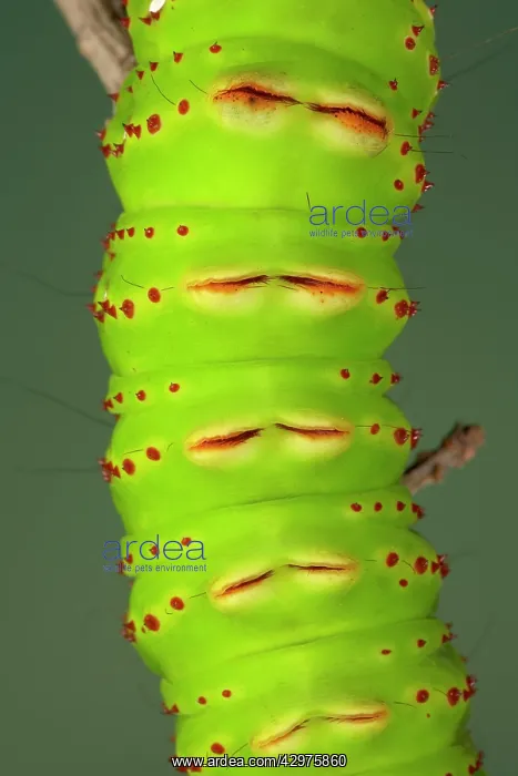 : Eacles penelope Moth - Caterpillar - The caterpillar : Eacles penelope Moth - Caterpillar - The caterpillar