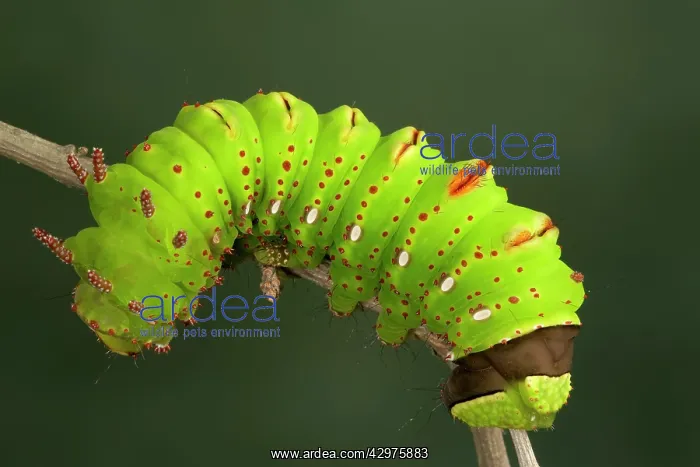 : Eacles penelope Moth - Caterpillar - The caterpillar : Eacles penelope Moth - Caterpillar - The caterpillar
