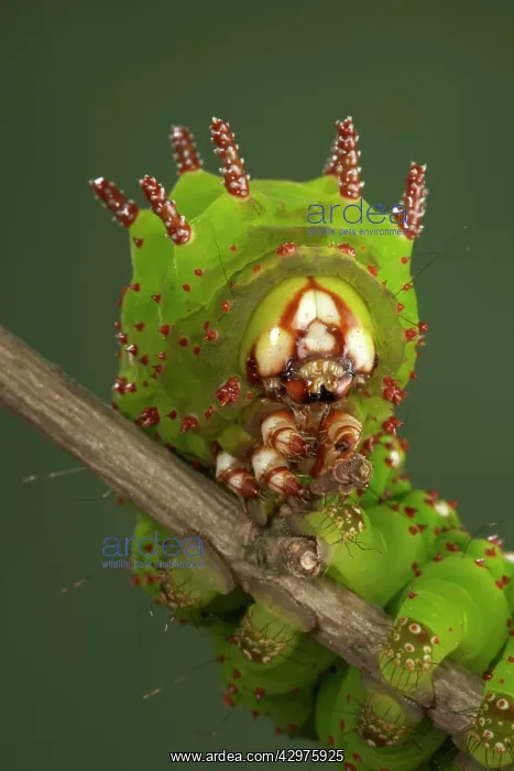 : Eacles penelope Moth - Caterpillar - Head : Eacles penelope Moth - Caterpillar - Head