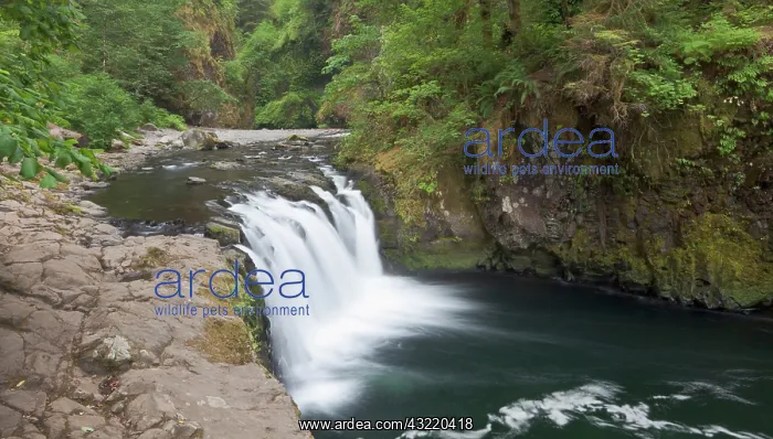 : Eagle creek flows over a basalt block in : Eagle creek flows over a basalt block in