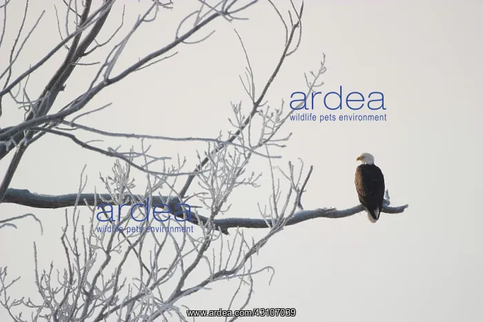 : Eagle and Frost : Eagle and Frost