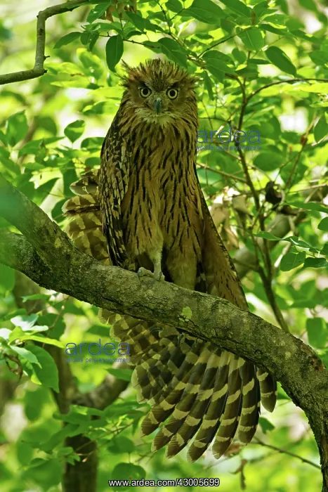 : Eagle / Great Horned Owl : Eagle / Great Horned Owl