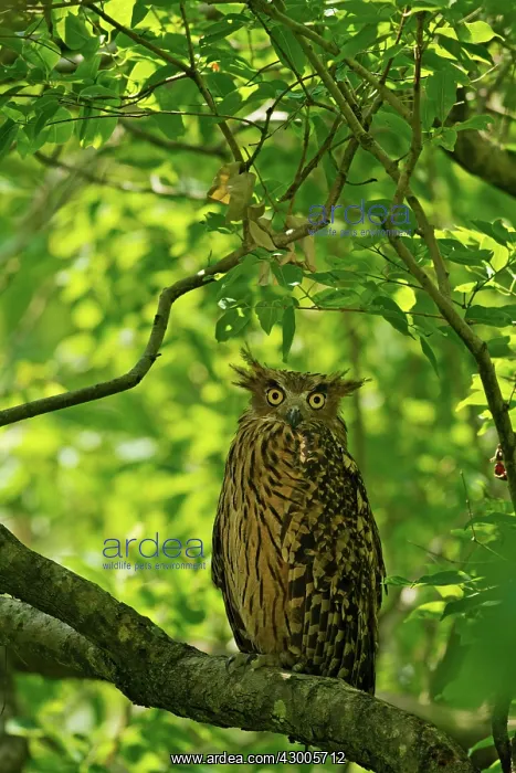 : Eagle / Great Horned Owl : Eagle / Great Horned Owl