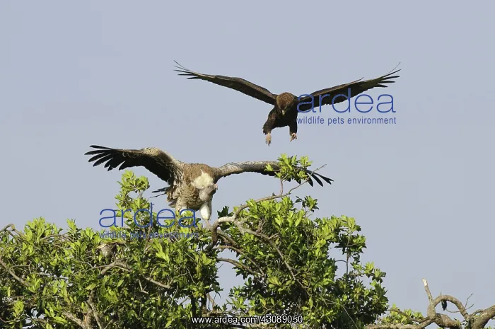  : Eagle Harasses a Vulture