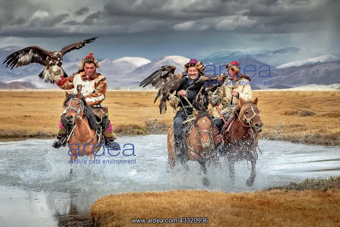 : Eagle hunters crossing the small river. Western Mongolia : Eagle hunters crossing the small river. Western Mongolia