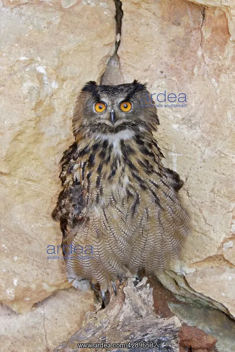  : Eagle Owl (Bubo bubo). Alsace France