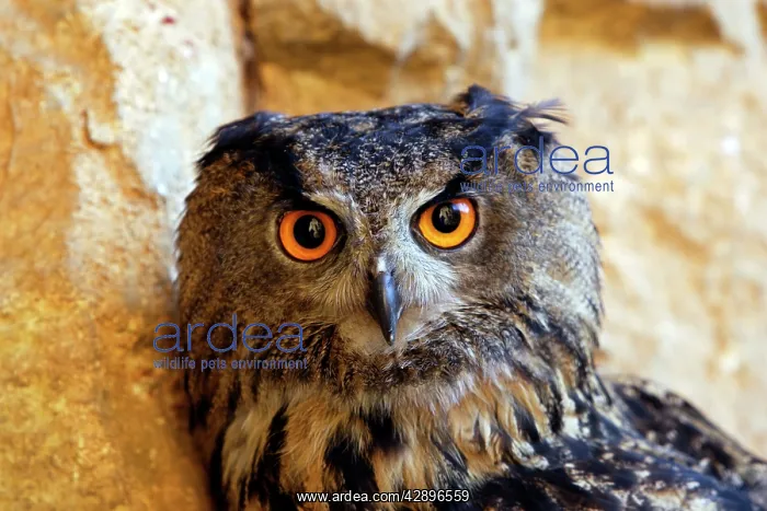  : Eagle Owl (Bubo bubo). Alsace France