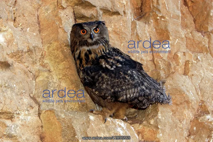  : Eagle Owl (Bubo bubo). Alsace France