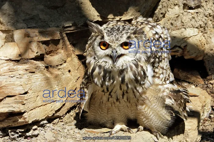 : Eagle Owl Bengal / Indian Eagle Owl : Eagle Owl Bengal / Indian Eagle Owl