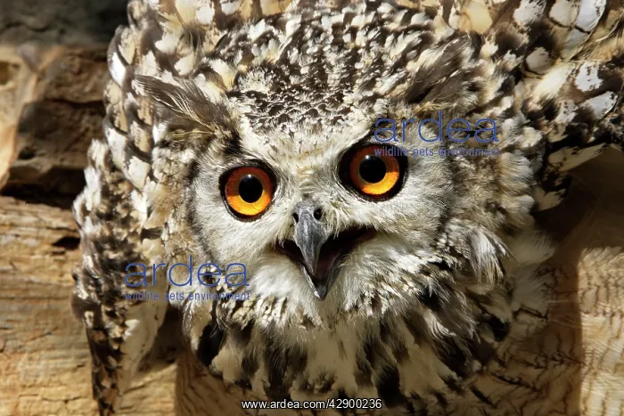 : Eagle Owl Bengal / Indian Eagle Owl : Eagle Owl Bengal / Indian Eagle Owl
