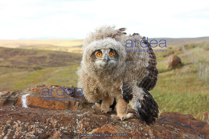 : Eagle Owl (Bubo bubo) 5 week old chick in defensive : Eagle Owl (Bubo bubo) 5 week old chick in defensive