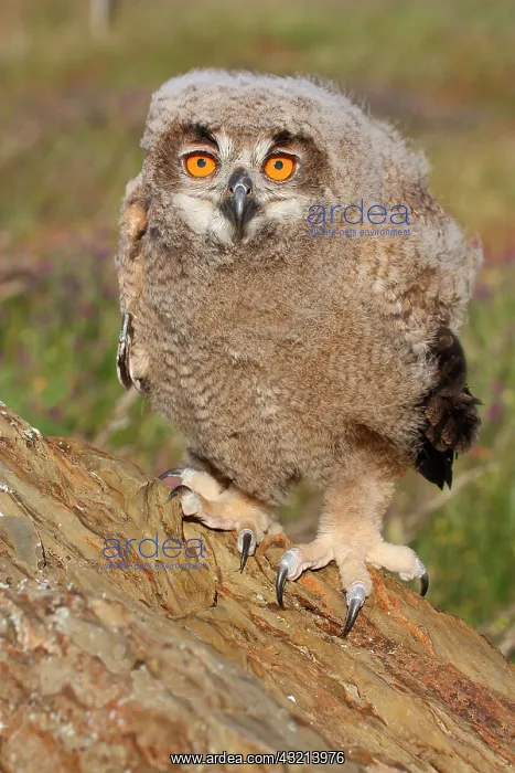: Eagle Owl (Bubo bubo) chick about 5 weeks old watching : Eagle Owl (Bubo bubo) chick about 5 weeks old watching
