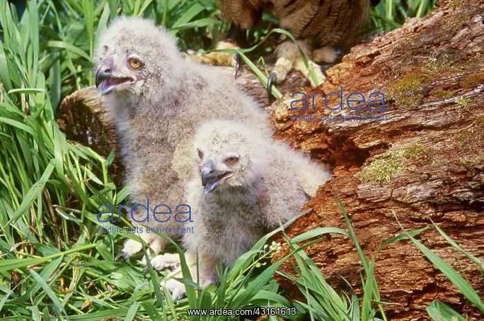 : Eagle Owl (Bubo bubo) chicks : Eagle Owl (Bubo bubo) chicks