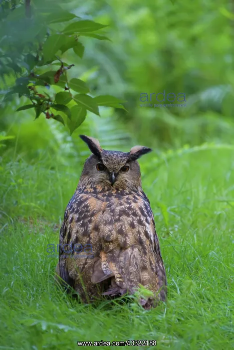  : Eagle Owl (Bubo bubo), sitting in meadow