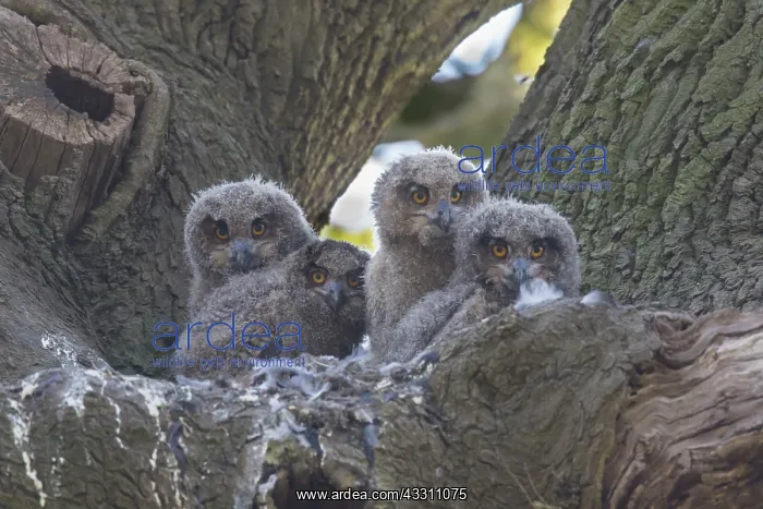: Eagle Owl - chicks in the nest - Germany : Eagle Owl - chicks in the nest - Germany