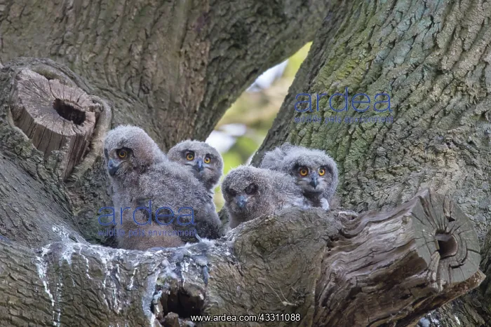 : Eagle Owl - chicks in the nest - Germany : Eagle Owl - chicks in the nest - Germany