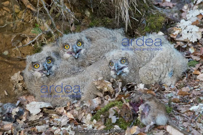  : Eagle Owl - chicks in the nest - Germany