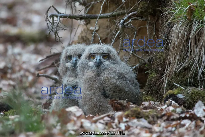 : Eagle Owl - chicks in the nest - Germany : Eagle Owl - chicks in the nest - Germany