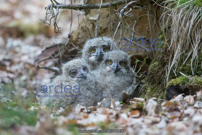 : Eagle Owl - chicks in the nest - Germany : Eagle Owl - chicks in the nest - Germany