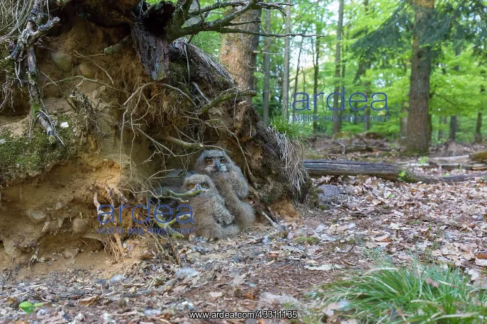 : Eagle Owl - chicks in the nest - Germany : Eagle Owl - chicks in the nest - Germany