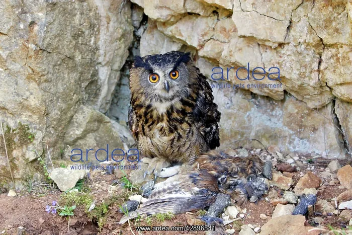 : Eagle Owl with Eurasian Tawny Owl (Strix aluco) as a prey : Eagle Owl with Eurasian Tawny Owl (Strix aluco) as a prey