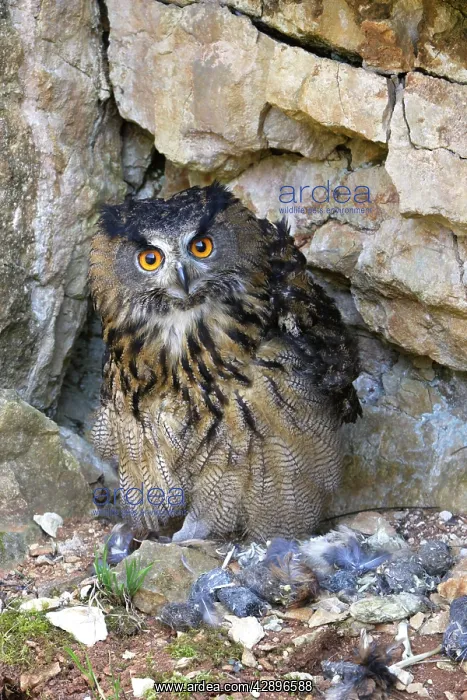  : Eagle Owl - with Eurasian Tawny Owl (Strix aluco) as a prey