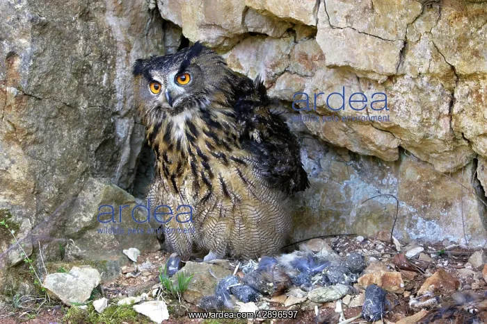 : Eagle Owl - with Eurasian Tawny Owl (Strix aluco) as a prey : Eagle Owl - with Eurasian Tawny Owl (Strix aluco) as a prey