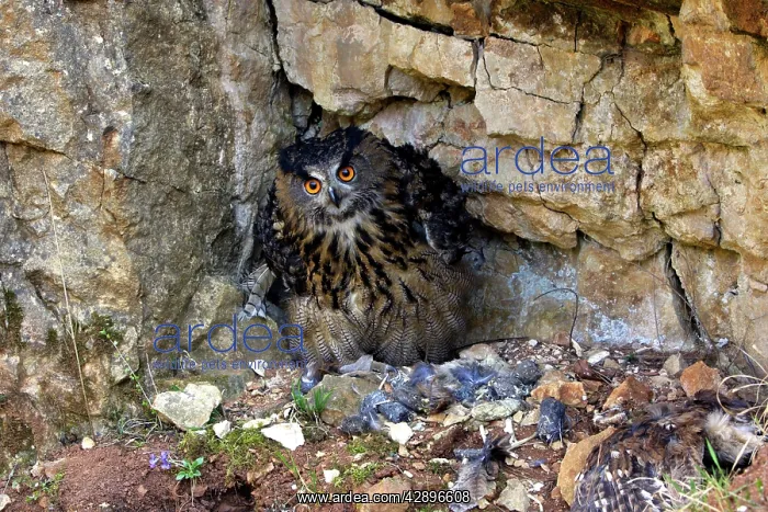 : Eagle Owl - with Eurasian Tawny Owl (Strix aluco) as a prey : Eagle Owl - with Eurasian Tawny Owl (Strix aluco) as a prey
