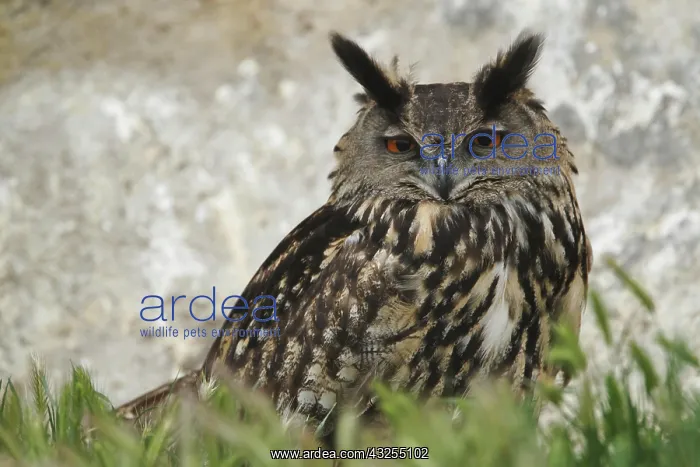 : Eagle Owl, Parc Ornithologique de Pond de : Eagle Owl, Parc Ornithologique de Pond de