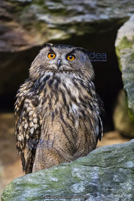 : Eagle Owl - perched on rock, alert, Bavarian Forest, Germany : Eagle Owl - perched on rock, alert, Bavarian Forest, Germany