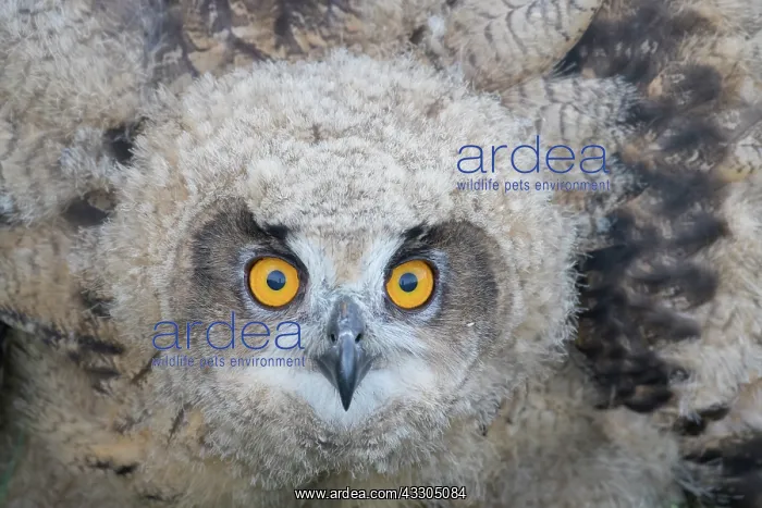 : Eagle Owl - portrait of juvenile bird - Germany : Eagle Owl - portrait of juvenile bird - Germany