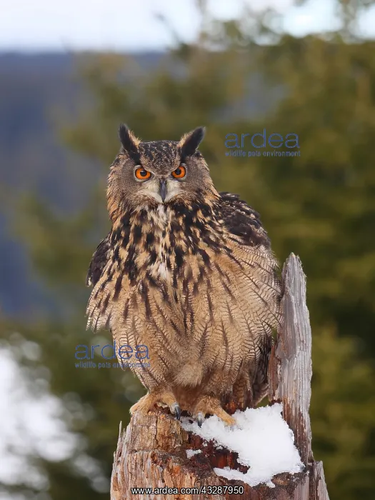 : Eagle Owl- sitting in winter on a cut tree, Czech : Eagle Owl- sitting in winter on a cut tree, Czech