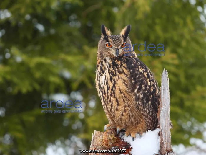 : Eagle Owl- sitting in winter on a cut tree, Czech : Eagle Owl- sitting in winter on a cut tree, Czech