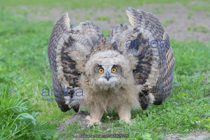 : Eagle Owl - young bird in defensive posture - Germany : Eagle Owl - young bird in defensive posture - Germany