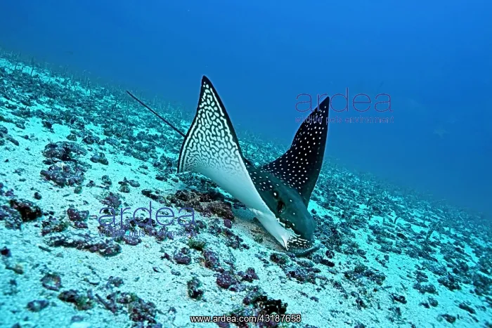  : Eagle ray Aetobatus narinari feeding on sand eels Darwin isl
