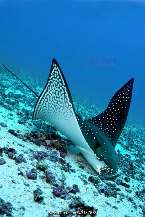 : Eagle ray Aetobatus narinari feeding on sand eels Darwin isl : Eagle ray Aetobatus narinari feeding on sand eels Darwin isl