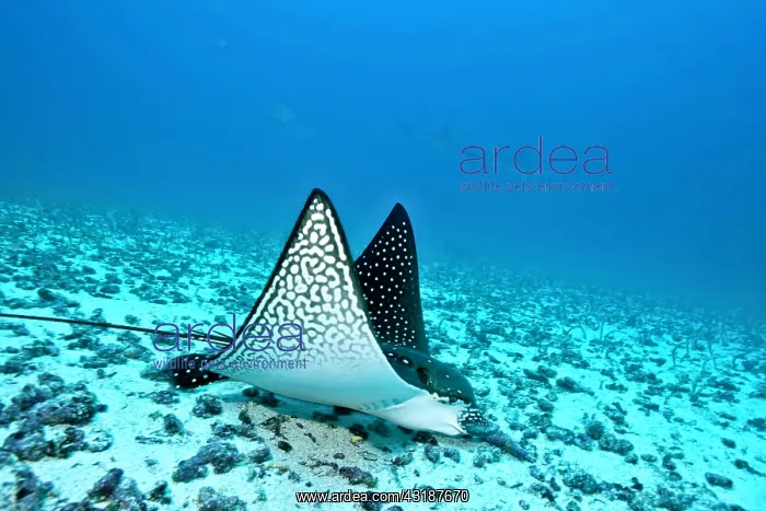 : Eagle ray Aetobatus narinari feeding on sand eels Darwin isl : Eagle ray Aetobatus narinari feeding on sand eels Darwin isl