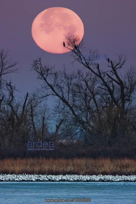 : Eagles, Geese and Moon : Eagles, Geese and Moon