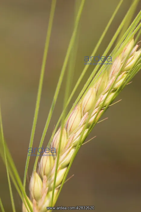  : Ear of Barley
