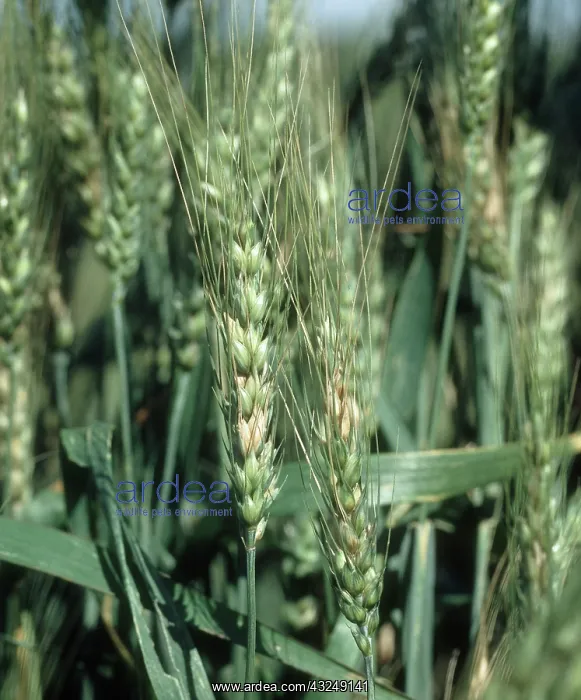 : Ear blight on Bearded wheat : Ear blight on Bearded wheat