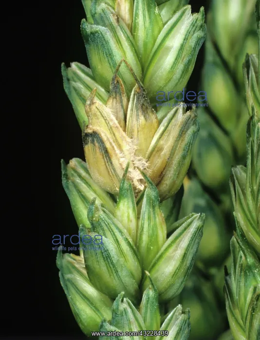 : Ear blight on ear of wheat : Ear blight on ear of wheat
