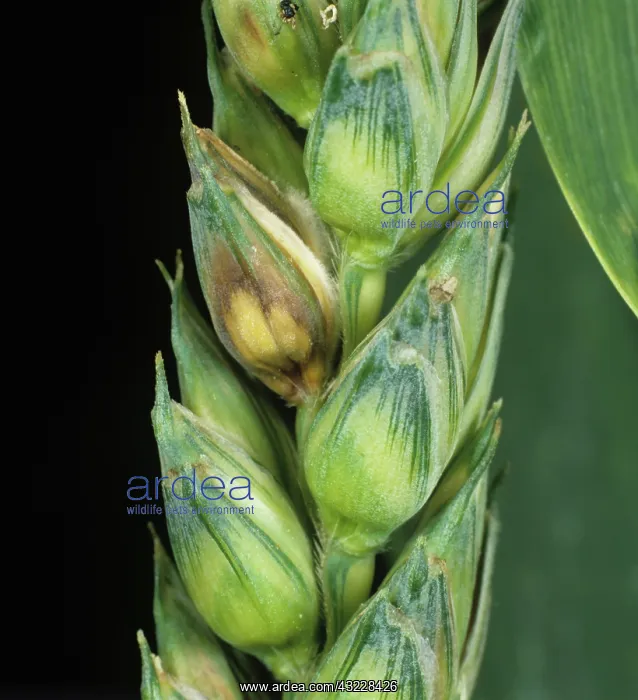: Ear blight (Fusarium sp.) on wheat : Ear blight (Fusarium sp.) on wheat