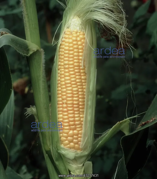: Ear of corn with husk pulled back : Ear of corn with husk pulled back