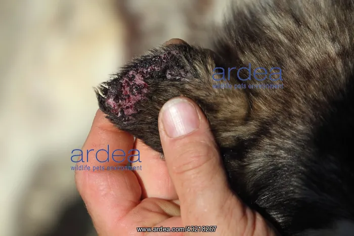 : Ear dog suffering from a skin disease - France : Ear dog suffering from a skin disease - France